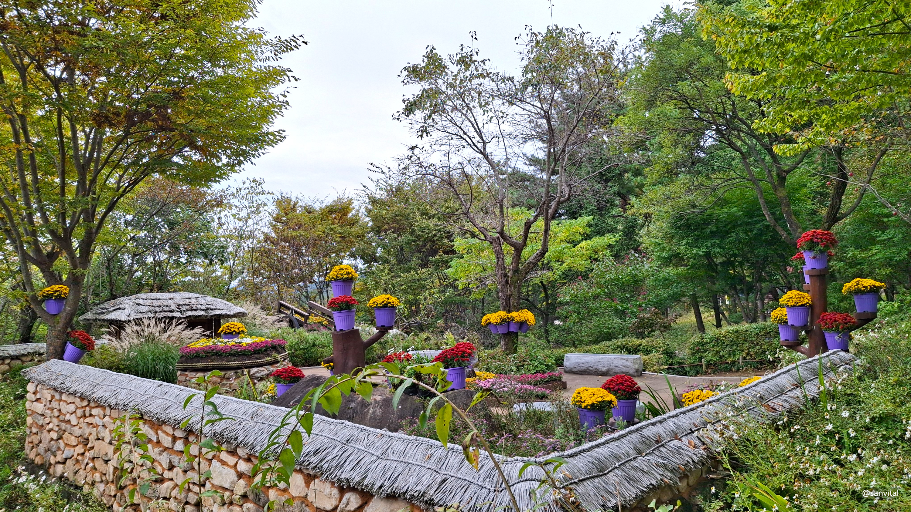 가야산 야생화식물원 국화원
