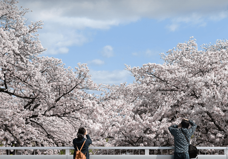 여의도 벚꽃 축제