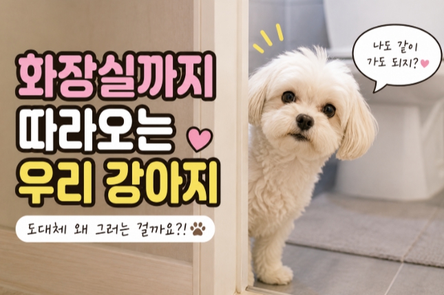 반려견 화장실 생활정보관련 설명한 이미지
