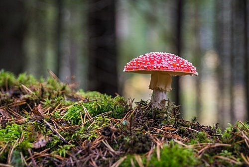 4. 버섯