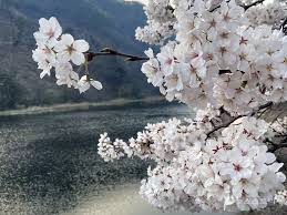  주산벚꽃축제 기본일정과 프로그램 소개