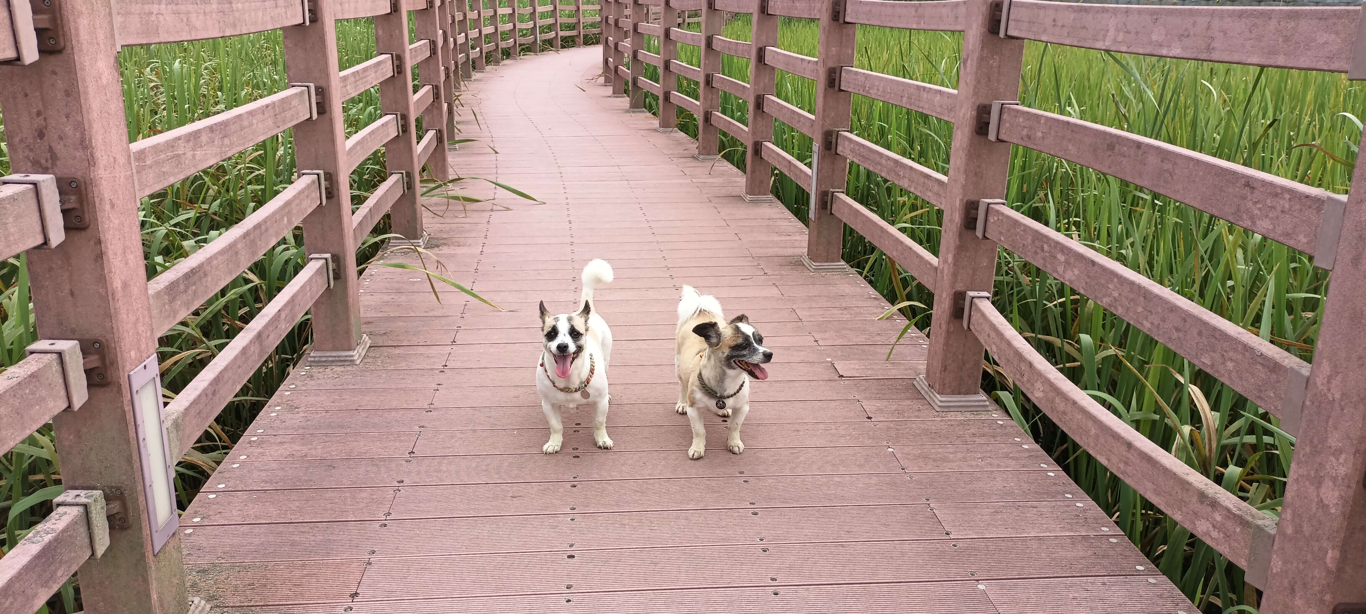 반려동물, 나에 버니,소리