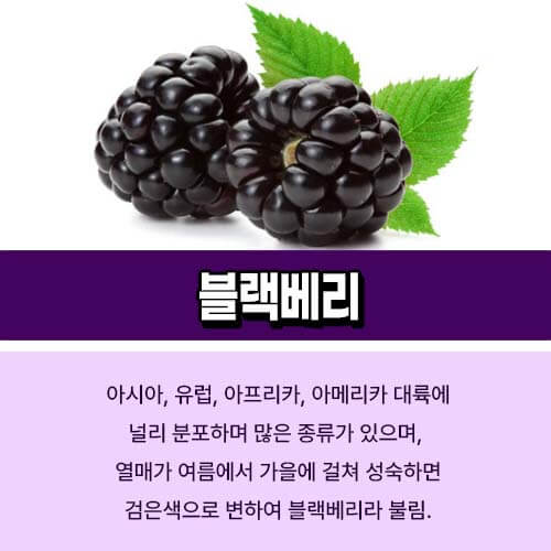 블랙베리_열매