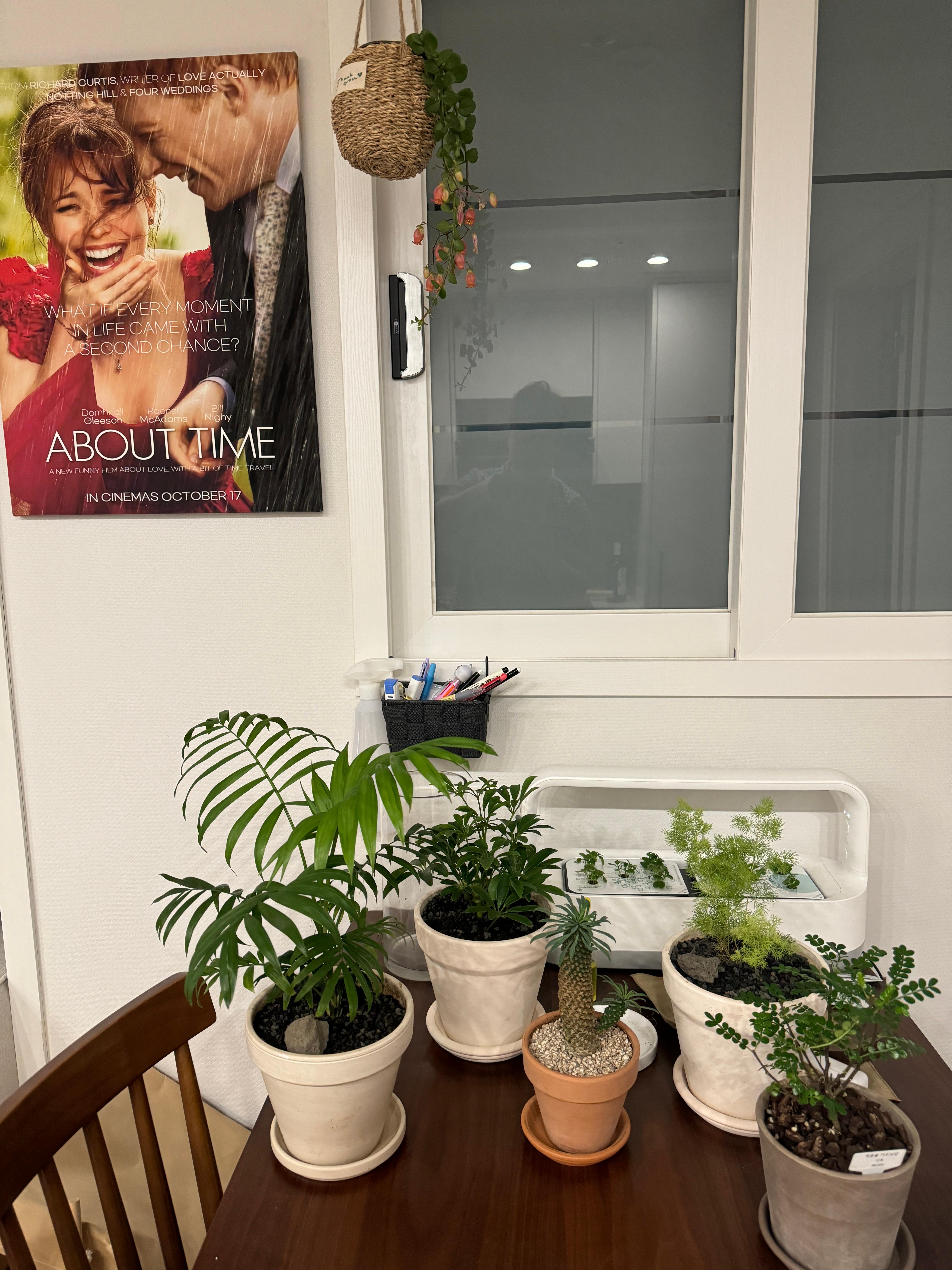 파인애플을 닮은 다육이, 괴마옥 키우기