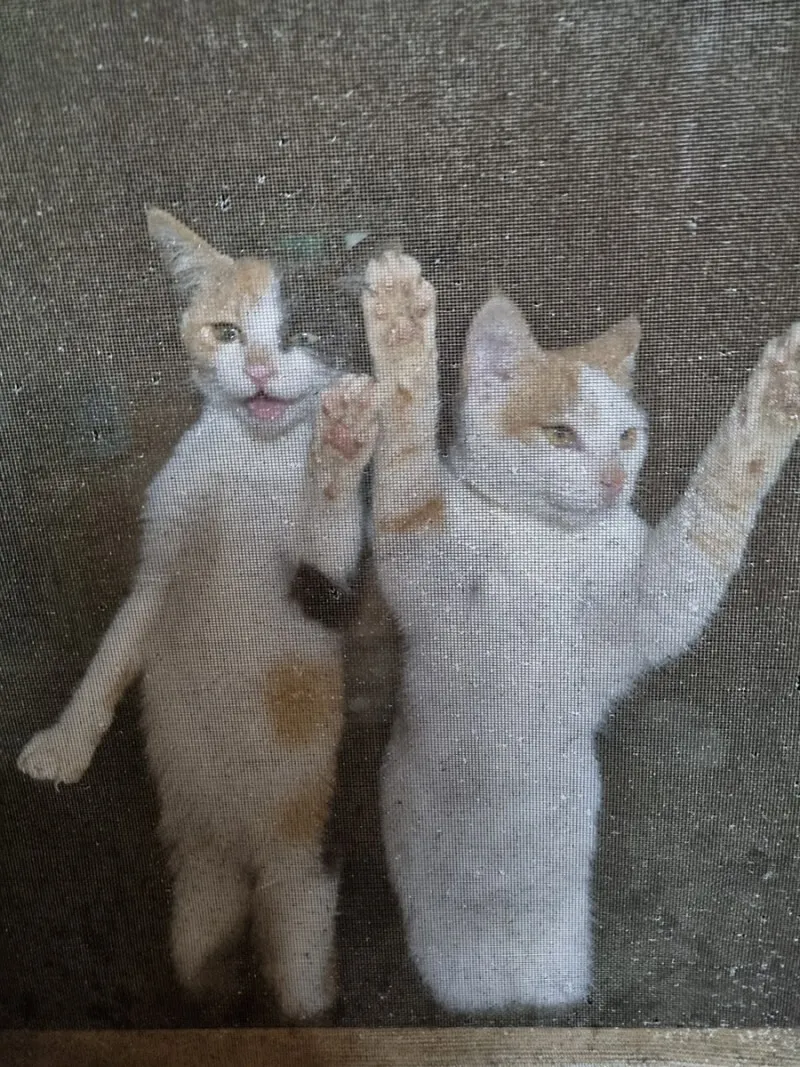 &amp;quot;고양이