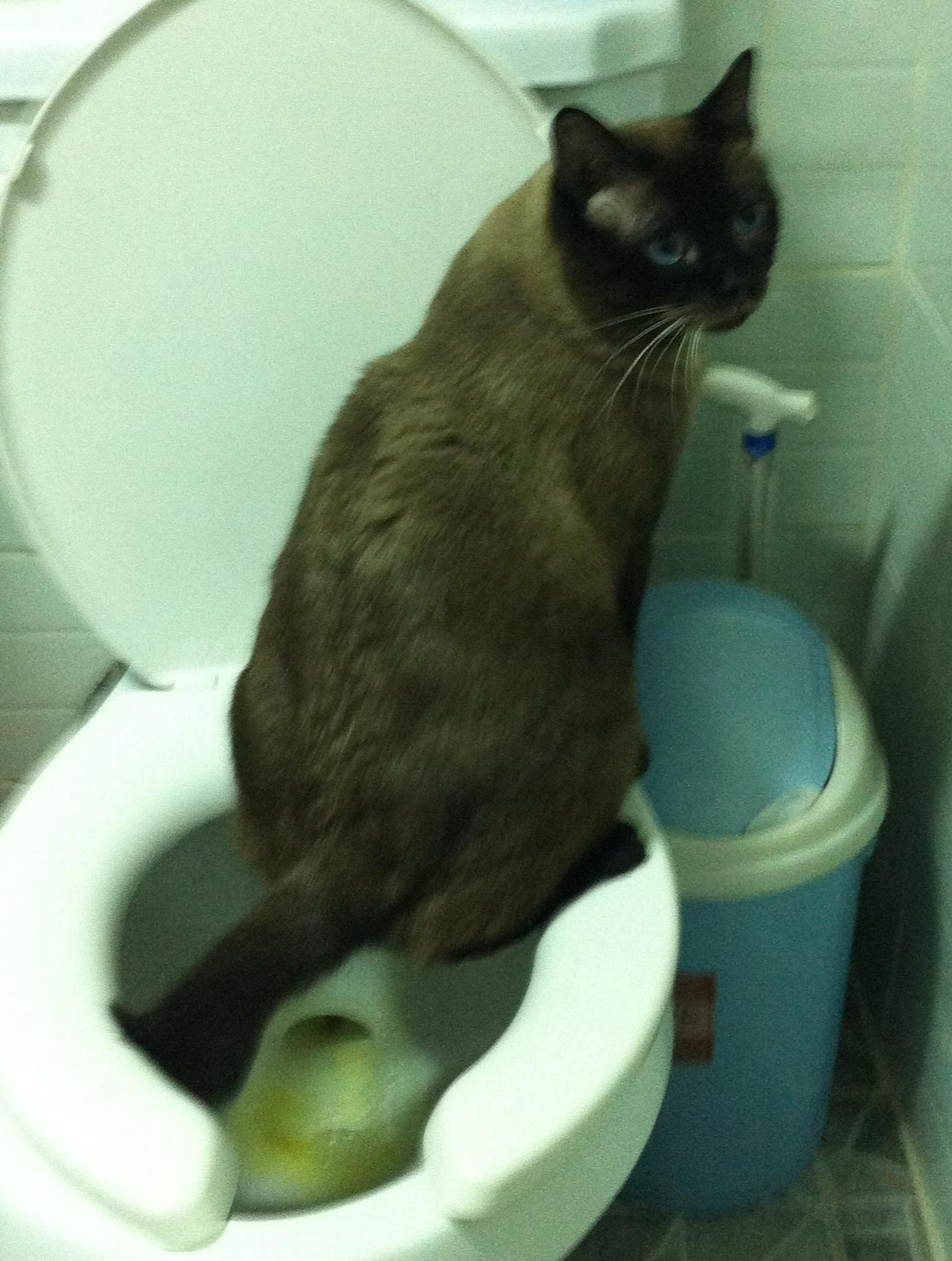 고양이 모래 추천 5