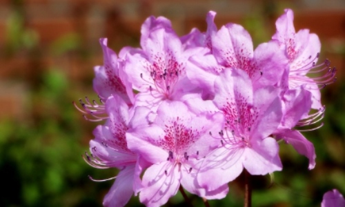 군포 철쭉축제 초대가수
