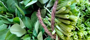 봄의 인삼 냉이: 간 해독과 피로 회복을 돕는 단백질&middot;무기질의 놀라운 효능