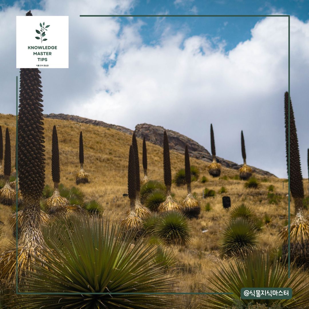 푸야 라이몬디, 꽃 피고 난 후?