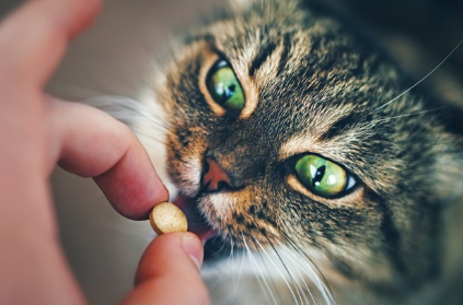 투약을 받는 고양이.