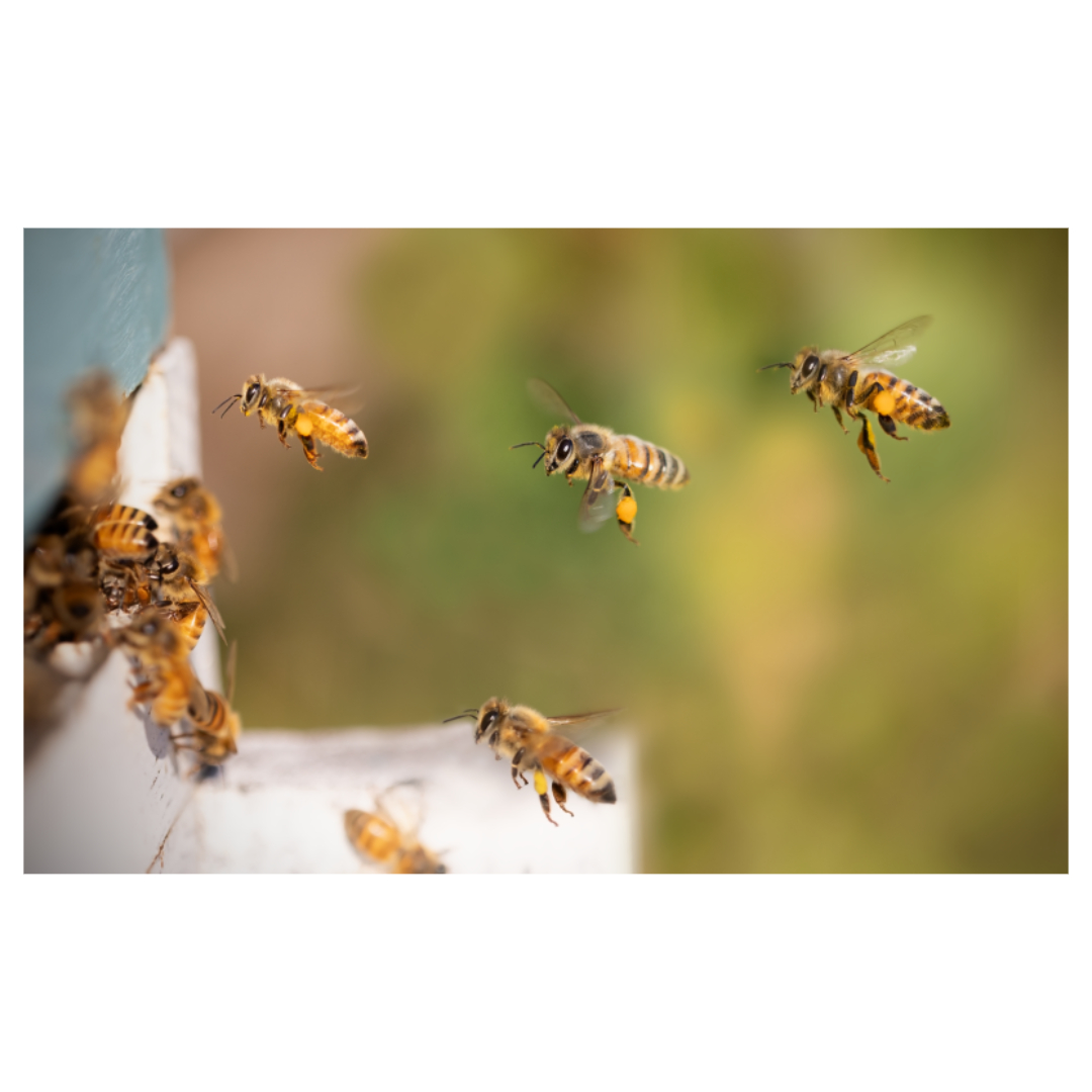 프로폴리스와 관련된 사진입니다.