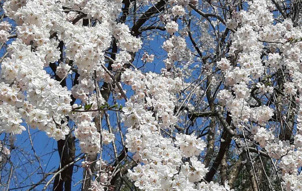 2025 남이섬 벚꽃축제 ! 남이섬 벗(友)꽃놀자, 벚꽃으로 물든 우정의 시간!!