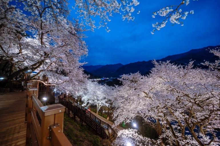 벚꽃축제벚꽃명소봄꽃여행지