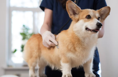 진료받는 강아지