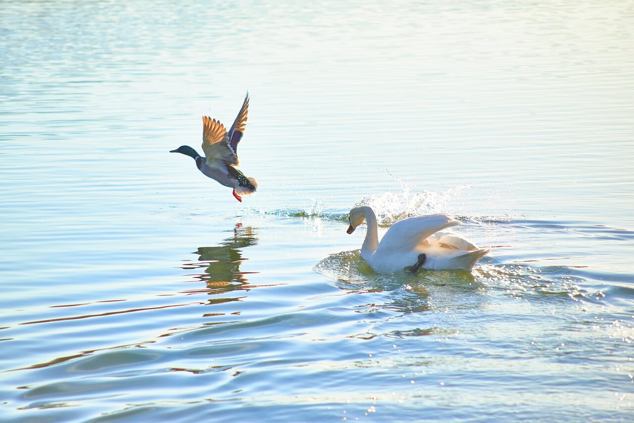단 하나의 표본, 과학은 뉴칼레도니아뜸부기를 얼마나 안다고 할 수 있을까?