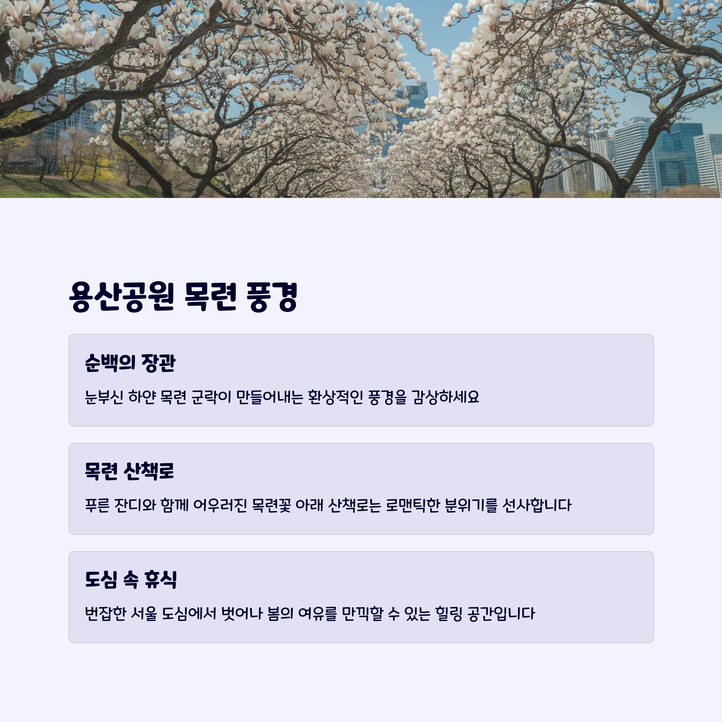 하얀목련