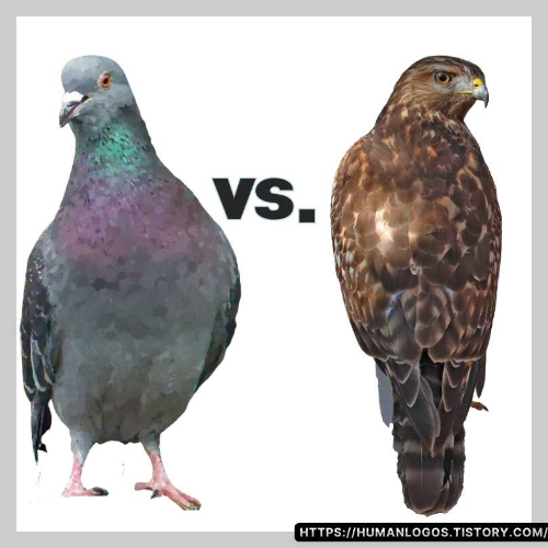 매파적 뜻, 비둘기파 의미, 매파 비둘기파, 통화정책, 금리인상, 통화완화, 환율, FOMC, 인플레이션, 경제용어