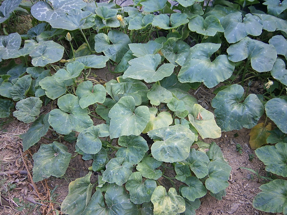 🎃 여름철 별미! 호박잎 맛있게 찌는 법 완벽 가이드 (부드럽고 촉촉하게 찌는 꿀팁)
