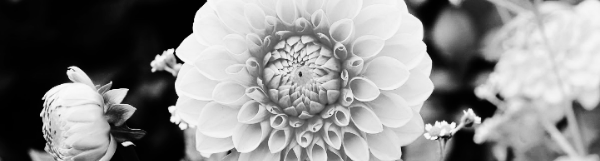 다알리아 키우기: 번식, 삽목