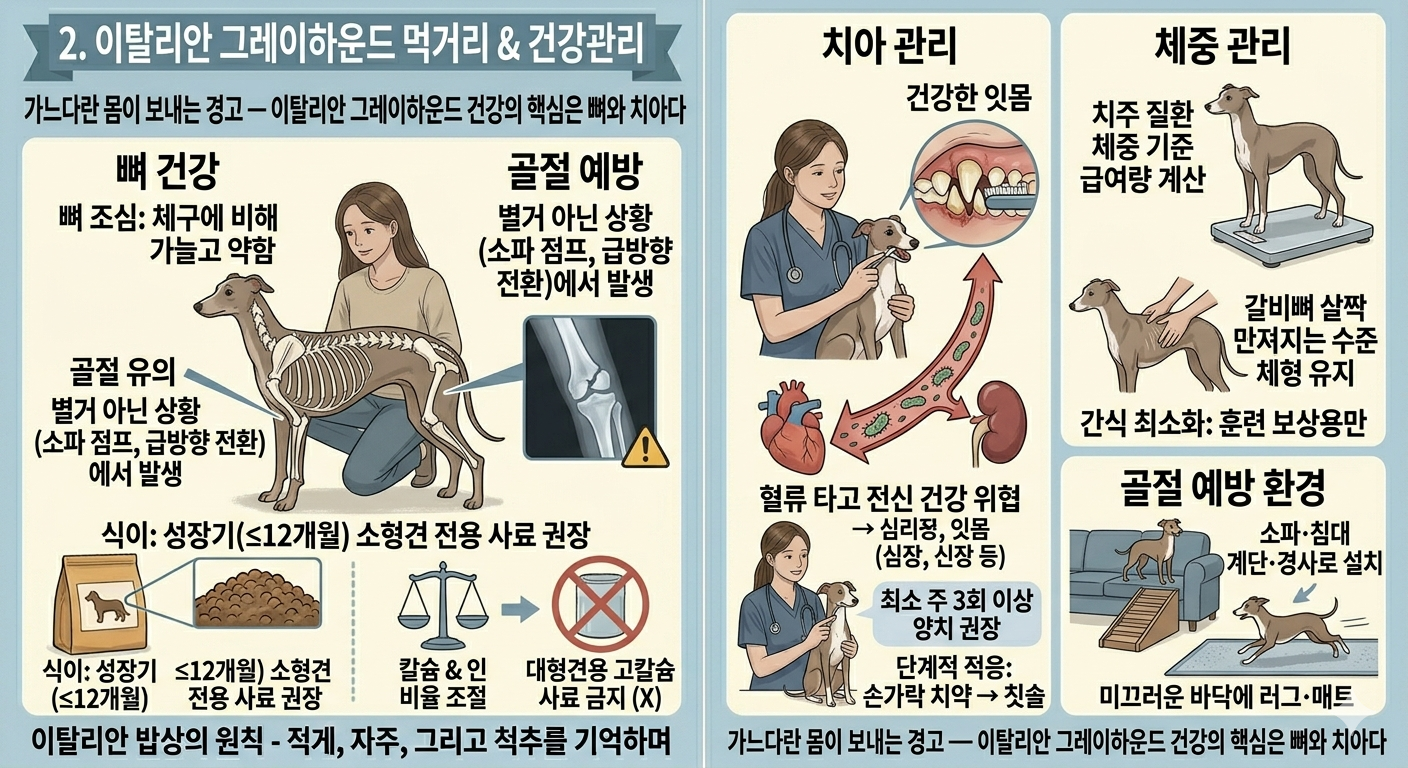 이탈리안 그레이하운드 먹기리와 건강관리