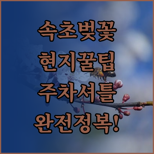속초 벚꽃 여행지 추천 및 주차 셔틀..