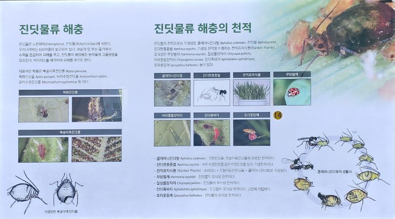 진딧물류 해충