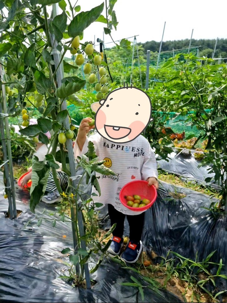 방울토마토 따기