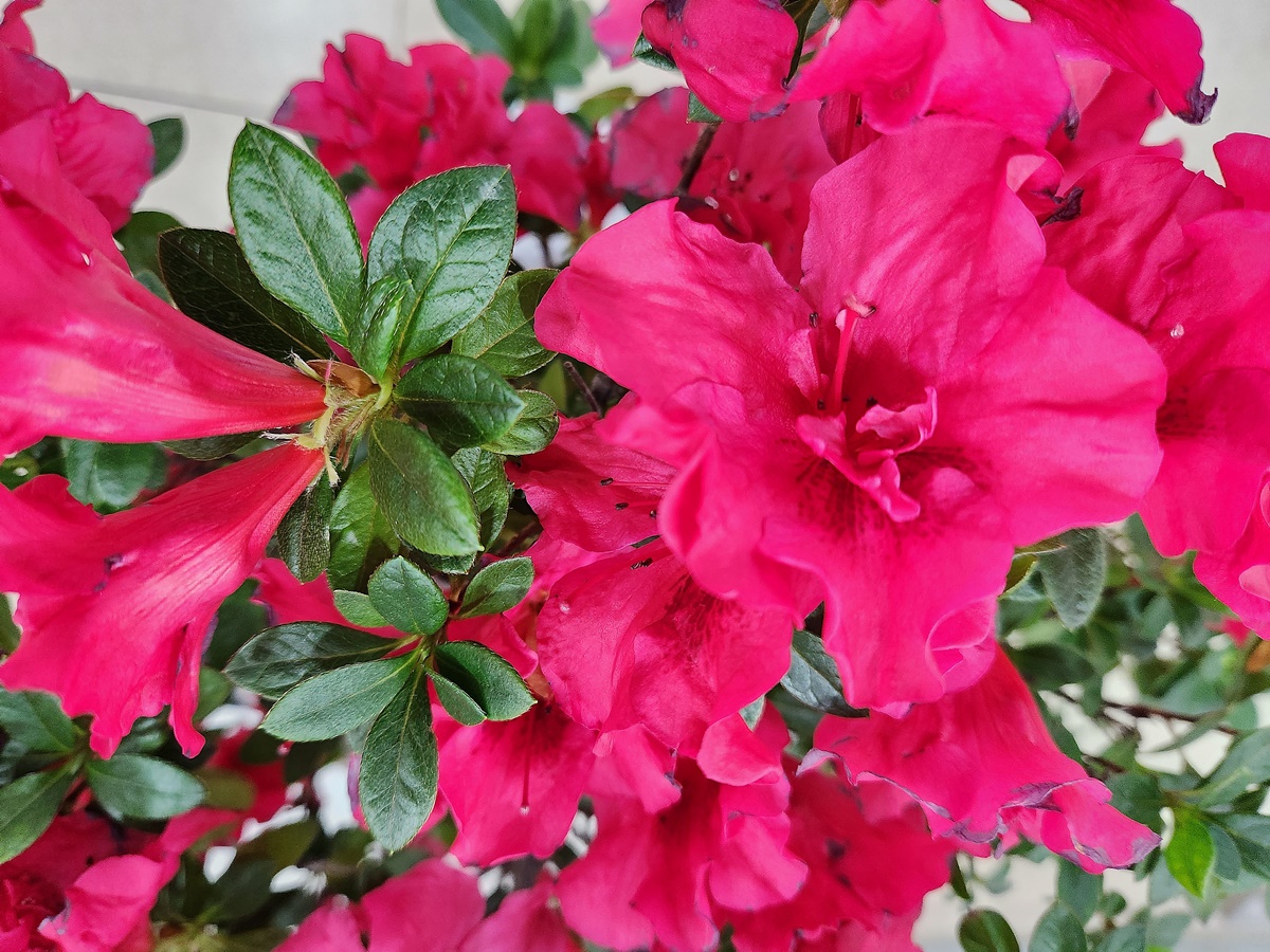 아젤리아(서양철쭉)