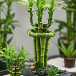 행운목 키우는 방법