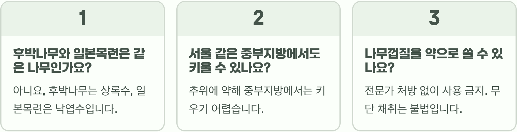 한눈에 알아보는 후박나무의 모든 것 (잎, 껍질, 꽃, 열매)