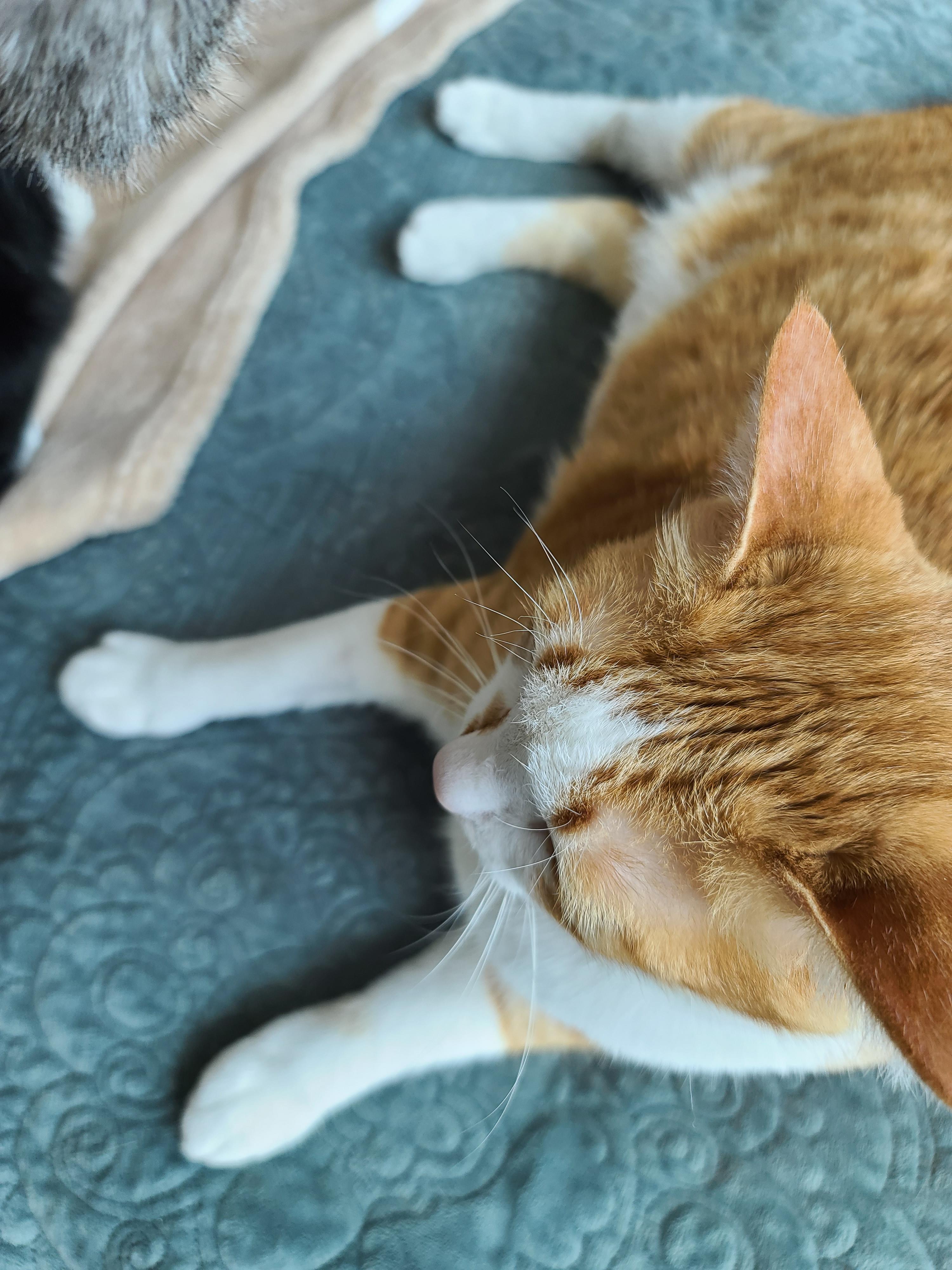 고양이 수염의 역할. 우리집 고양이들의 사냥할때 수염 모양새. 수염발사!! 사진귀여움 주의!