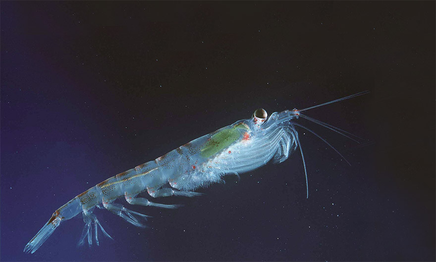 Antarctic Average Temperature Spikes