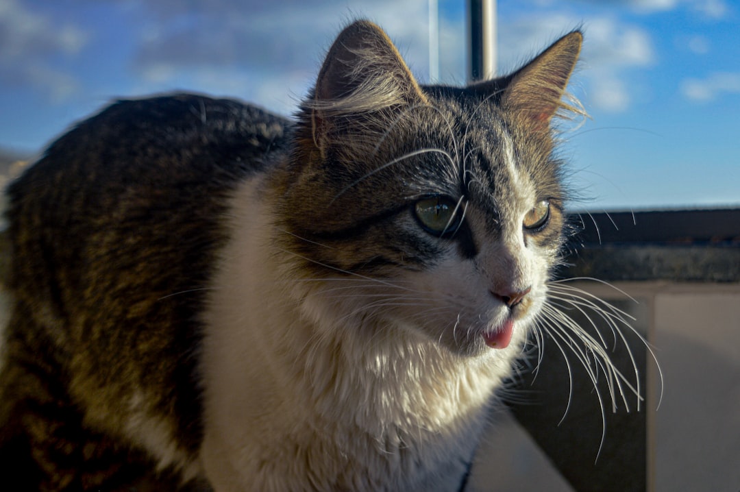 Tongue
