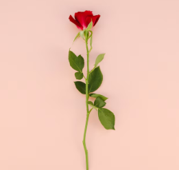 장미꽃
