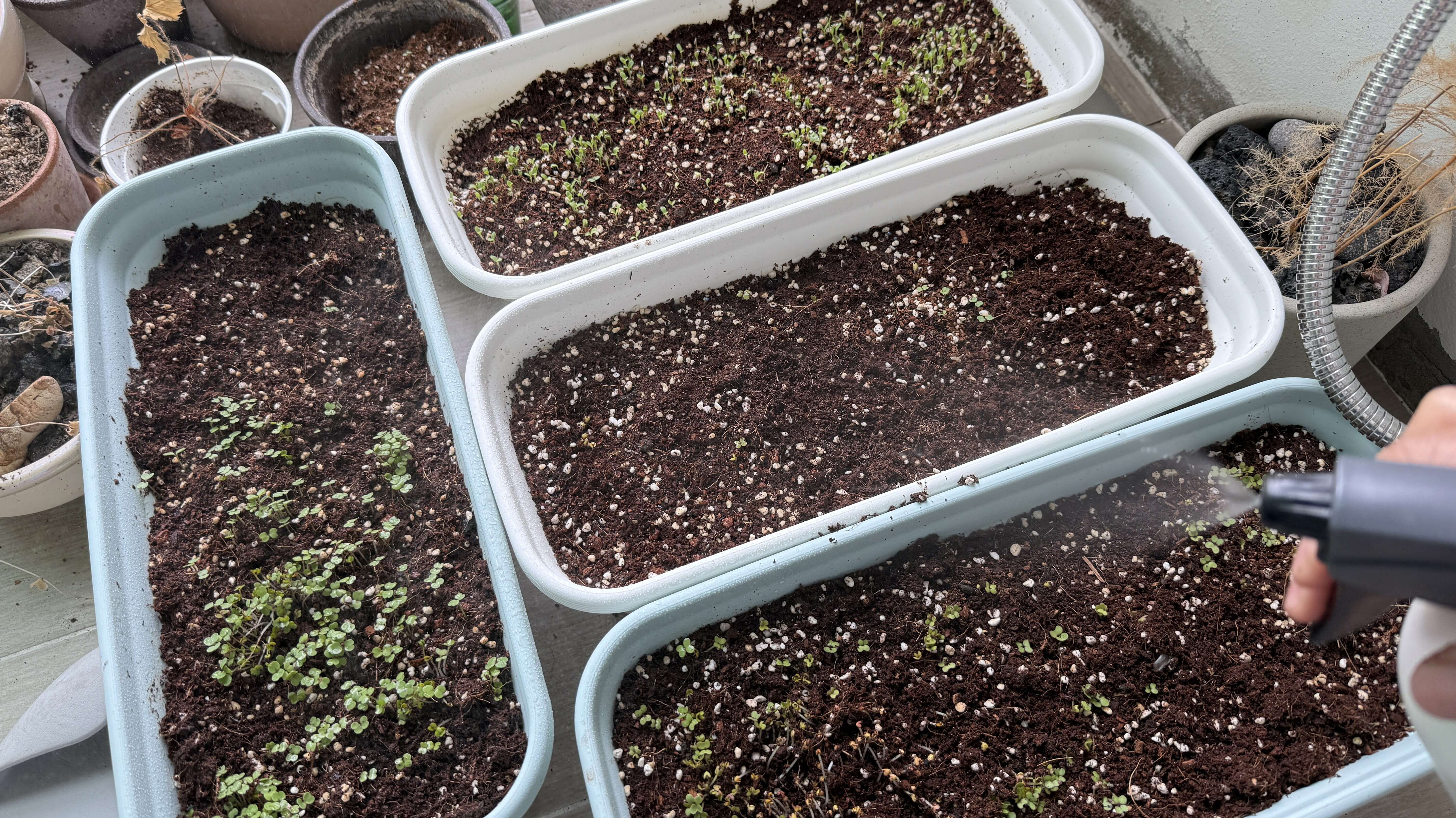 실내텃밭-분무하기