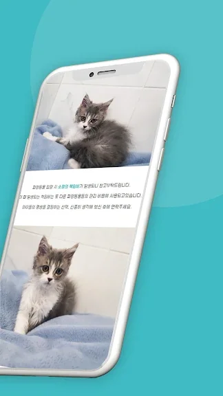 유기묘 새끼 고양이 무료 분양 어플 앱-13 유기묘 새끼 고양이 무료 분양 어플 앱-13