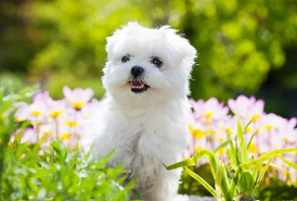 말티푸 / 출처:어도비스톡