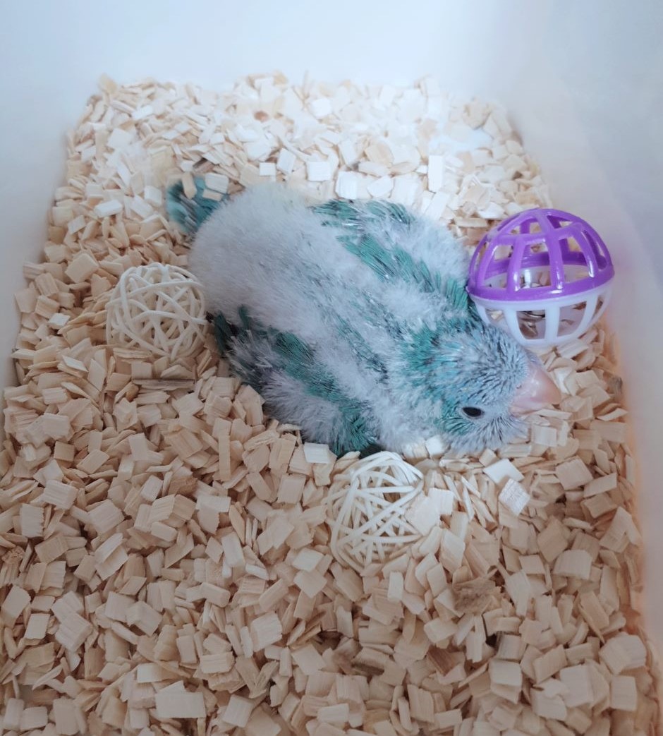 퀘이커 아기새가 배딩에서 쪼그리고 있는 모습