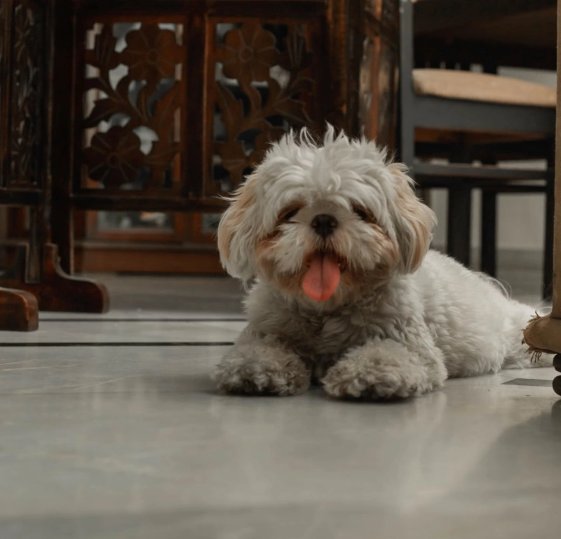 삼복더위 인사말