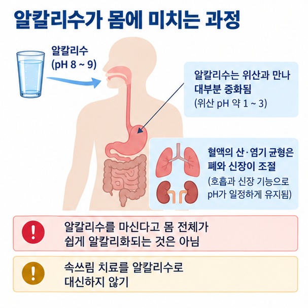 알칼리수가 위산과 만나 중화되고 혈액 pH는 폐와 신장이 조절하는 과정을 보여주는 이미지