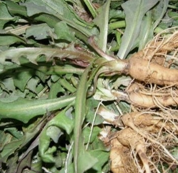 씀바귀 효능과 부작용 먹는법 고르는법