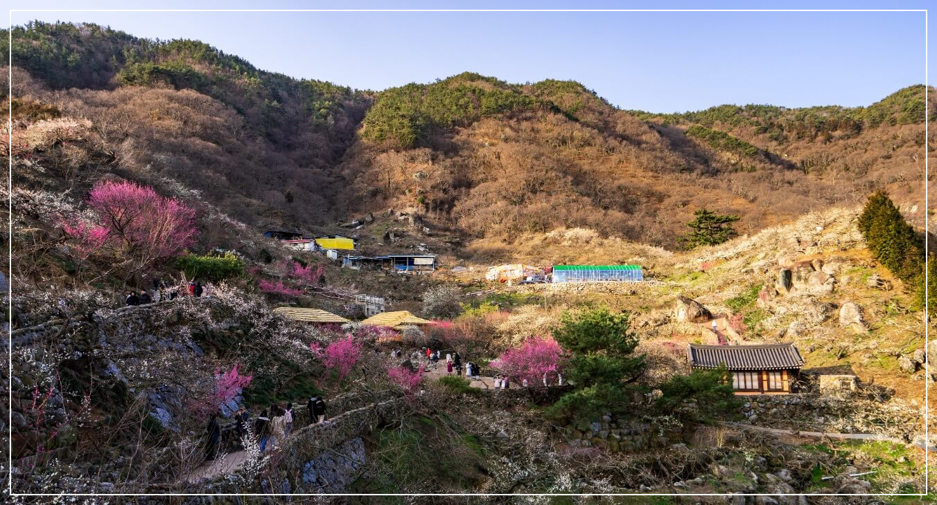 광양 가볼만한곳 베스트10 섬진강 매화마을