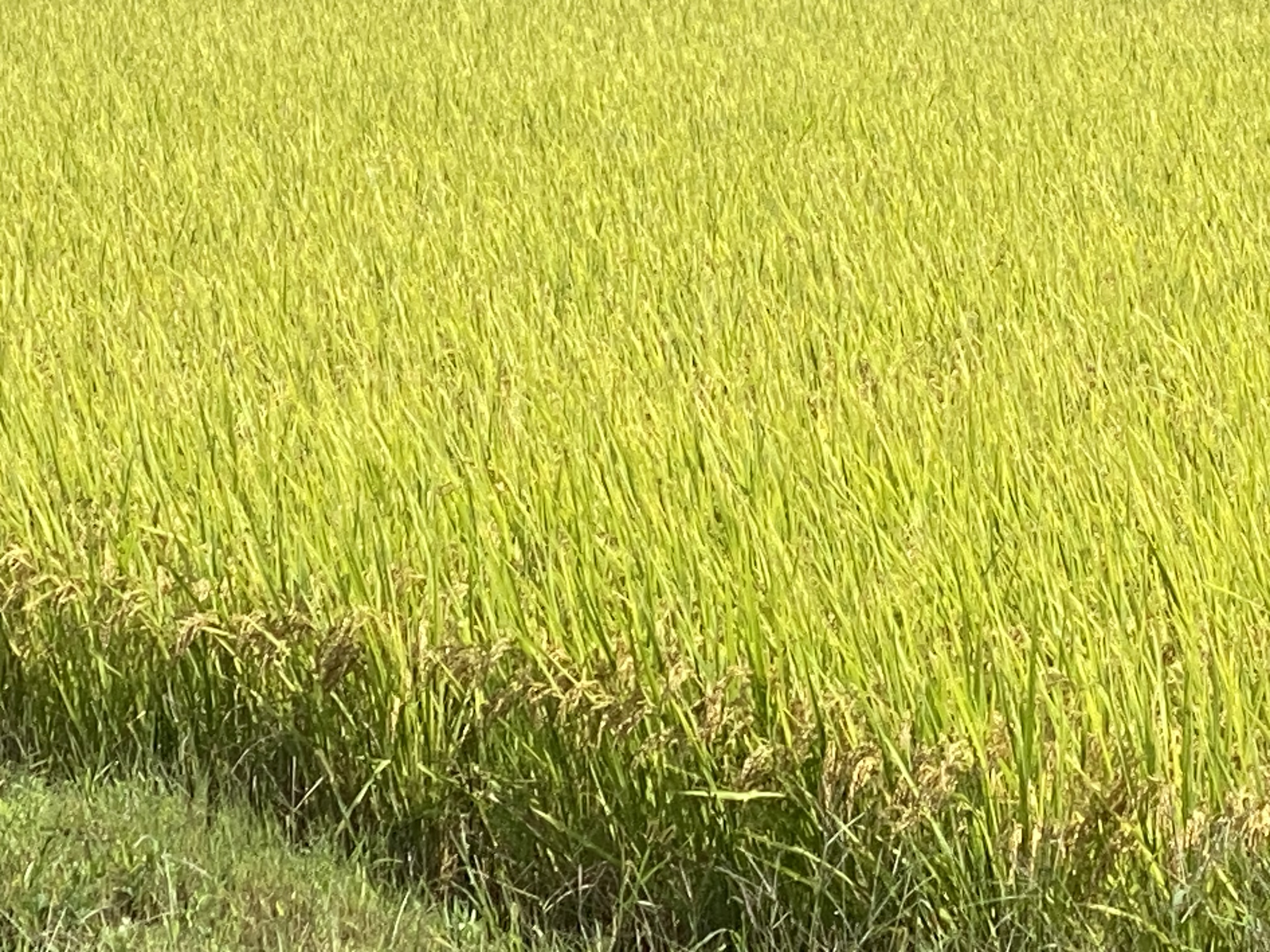 Alt 속성 문제 해결 설명 이미지