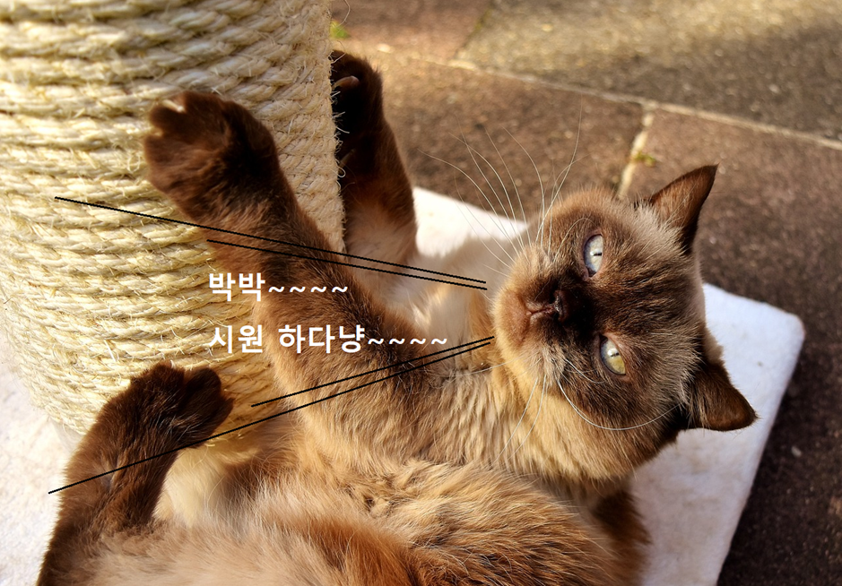 스크래처에 발톱을 긁고 있는 고양이 사진