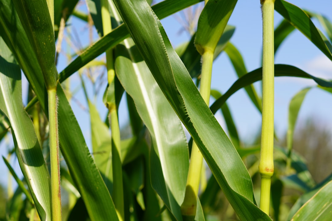 Corn.