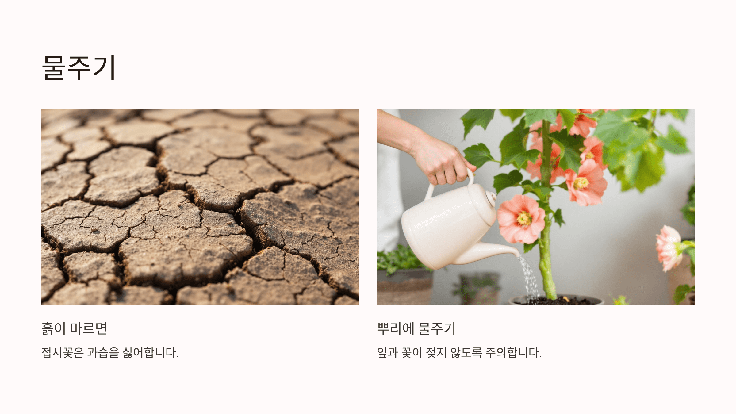 접시꽃 사진입니다.