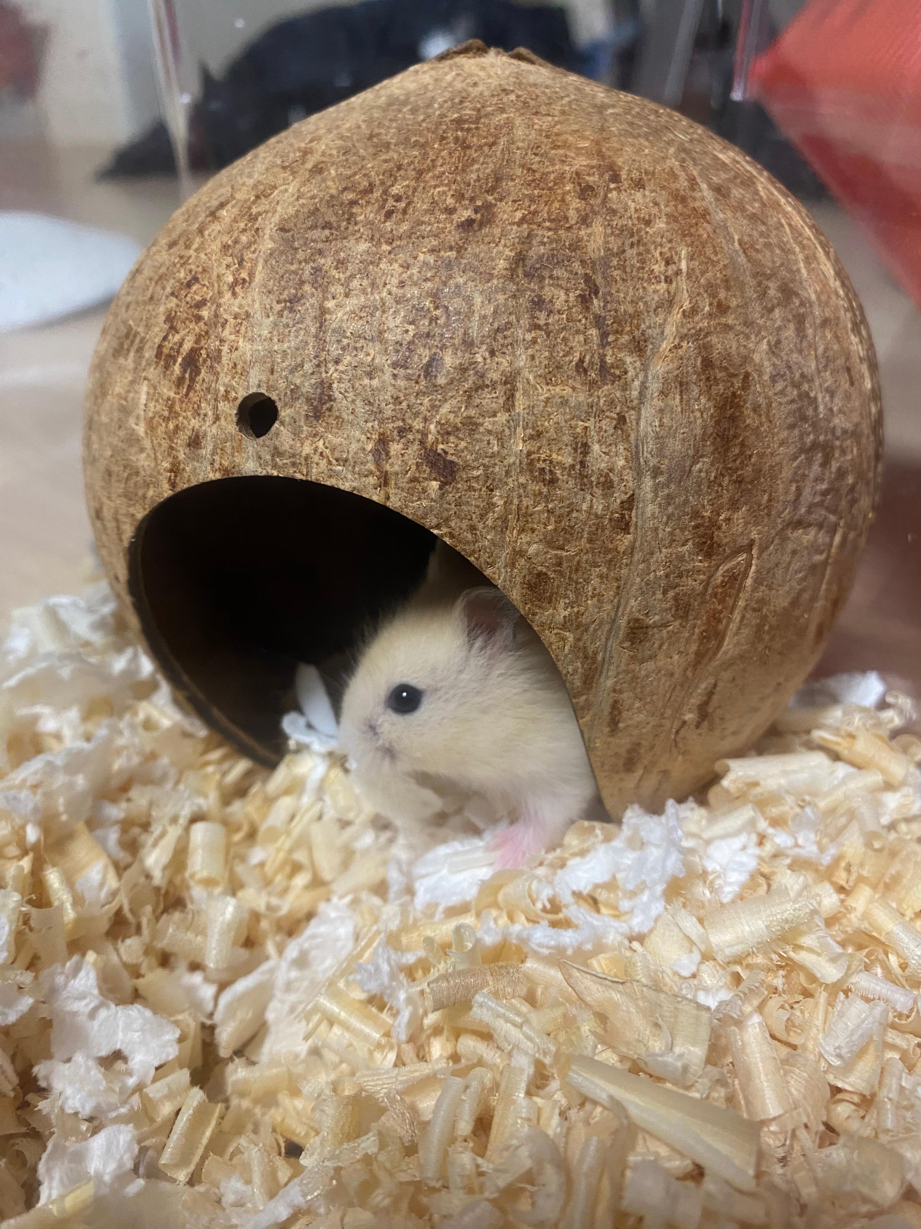 분양해온 푸딩 햄스터