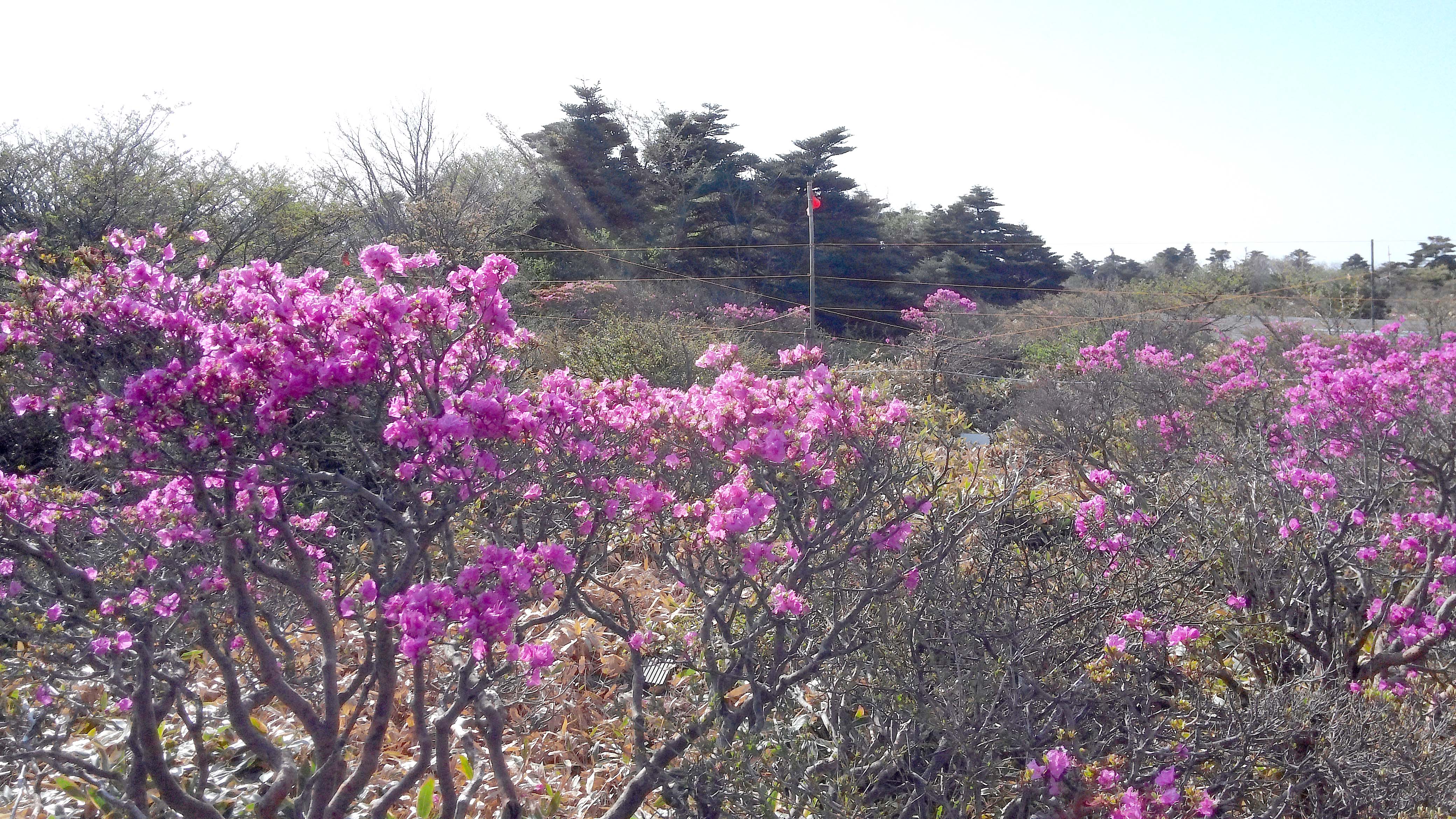 한라산 성판악코스