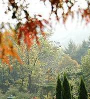 전국 수목원 BEST 5 – 자연의 품으로 떠나는 진짜 힐링 여행