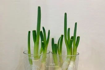 텃밭 대파 키우는 법 토양 북주기 웃거름 병해 예방_3